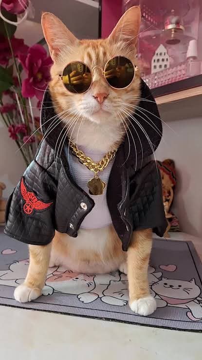 gatoooo